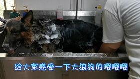 狼狗最新爆料视频播放网站,揭秘热门视频网站幕后真相